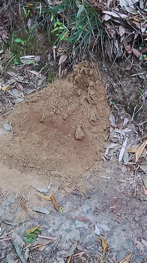 【モグラの巣】珍しいモグラの横穴 偶然かな？