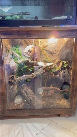 Green Tree Monitor Enclosure🦎#greentreemonitor #treemonitor #monitorlizard #lizard #reptiles #fyp