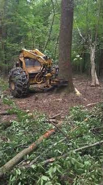 Bell Ultra C cutting a nice poplar tree. #bell #KoehnLogging #logging