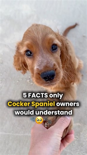 POV: You own a Cocker Spaniel💛 #cockerspaniel #cockerspanielpuppy #cockerspanielworld #cockerspaniellove #cockerspaniellovers #cockerspanielcuties #dogs #doglife #dogsofinstagram #doglover | Real Barks