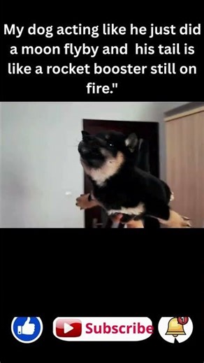 Dog Flying Funny Moments 😂 | Flying Dog Comedy | Best Dog Shorts 2025#shorts