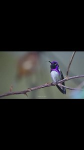726K views · 33K reactions | Facts About The Birds 勞 . . . . #videos...