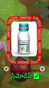 Get 360 protection from sucking and chewing pests with the perfect insecticide, Simodis. Watch this video to find out more about Simodis! Simodis : https://www.bighaat.com/products/simodis-insecticide?utm_source=Social Media&utm_medium=Post&utm_campaign=simodis-insecticide Video_SM #agriculture #farmers #indianfarming #bighaat #agrifarming #smartfarming #farming #follow #like | BigHaat India