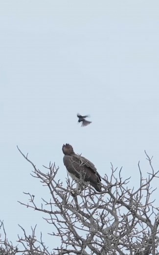27K views · 599 reactions |  Description: Immerse yourself in the wild nature of our planet!  This short video features majestic animals, birds of prey, and rare species rarely seen in their natural habitat. Feel the heartbeat of our living Earth! 礪女 #WildNature #Animals #Birds #Nature #Wildlife #Earth #FacebookVideo | Tatyana Tanya | Facebook