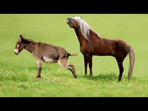 Unprecedented! A cross between a male horse and a female donkey!