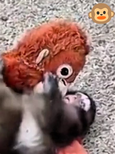 Punch the Monkey is one of the viral Japanese monkeys on TikTok that people everywhere love watching. In this cute moment, Punch waits with the other monkeys while the keeper brings a bucket full of food. The monkeys run to eat, but Punch the Monkey jumps onto the keeper’s leg because he wants to stay close to his human friend. When the keeper finishes feeding the monkeys and starts to leave, funny little Punch grabs the basket and tries to follow him out the door! 🐒 Everyone loves Punch the Mo