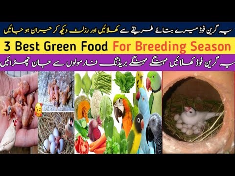 😱Java Sparrow Breeding Formula | Birds Green Food Breeding Formula | 3 Best Green Food For Birds