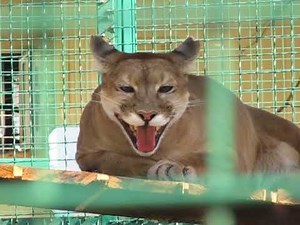Mountain Lion Vocalizations Puma Cat Roar Growl Фельдман Экопарк