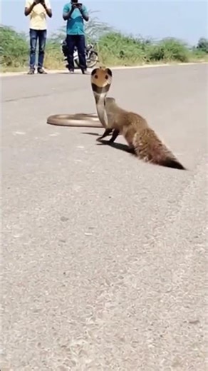 Mongoose vs King Cobra #Mongoose #kingcobra #shorts