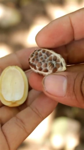 Rare fruit in the Philippines Banay Fruit