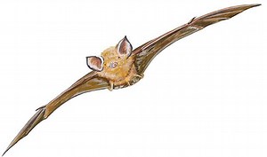 Bahaman funnel eared bat - Alchetron, the free social encyclopedia