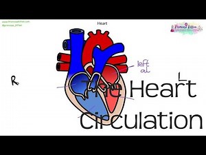 The Heart & circulation | Biology GCSE and iGCSE