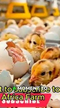 Why African Farmers Are Switching to Poultry #agribusiness #wealth