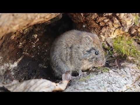 北海道に住む エゾヤチネズミ②