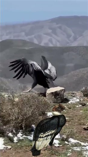 Andean Condor 🦅