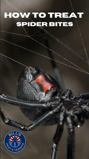How to Treat Spider Bites