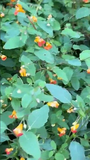 Do you know Jewel Weed