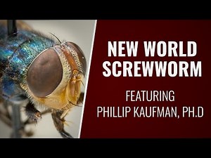 What is the New World screwworm?
