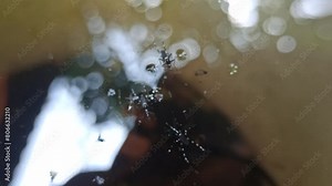 Aedes mosquitoes breed in standing water