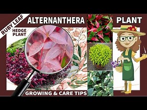 Alternanthera Plant Care Tips | Ruby Leaf Plant, Best Hedge Plant, Top Alternanthera Varieties