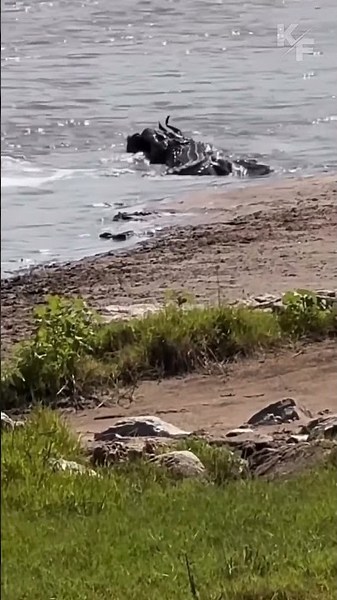 Wildebeest vs Crocodile – Brutal Ambush Caught on Camera