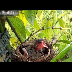 479K views · 9.9K reactions | The Life of Birds - Nature Documentary part89 | Bird Life | Facebook