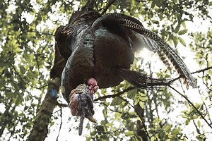 Video: 6 Steps to Properly Clean a Wild Turkey | OutdoorHub