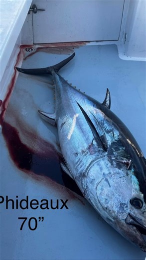 Saturday specials..didn’t have to go too far off land to get these beauties! Sunrise captured Fishin frenzy, rock solid taking a taste, Catch and release of a 74” for Capt BC and kept a 68”, Phideaux with a 70” and a private boat brought in a nice one! Give us a call to get you on a charter 252-441-6301 #oregoninletfishingcenter #charterfishing #oregoninlet | Oregon Inlet Fishing Center