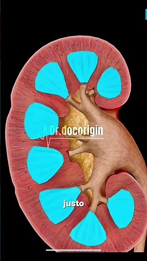 🧠 Anatomía del Riñón: Estructura y Función paso a paso