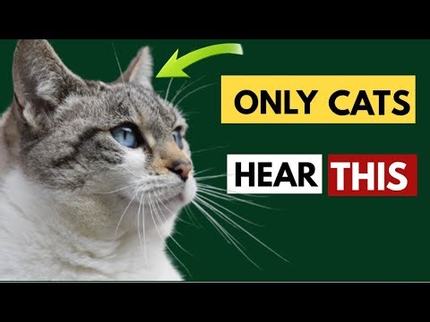 Your Cat Hears Things You Can’t — Here’s the Science Behind It