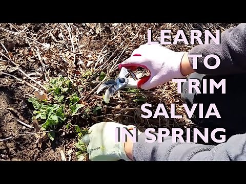 The Two BEST Methods to Cut Back Blue Salvia in Late Winter or Spring