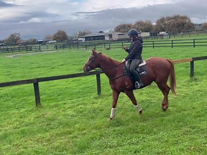 First time hacking for Mayo (Lisa aboard) - such a good boy that he doubles as a working office for uploading footage too. He’s accompanied by Wiggle (videoing) - flicking his way around - I’m not sure if the Waikato grass agrees with him - maybe Northland kikuyu is more his style? 🤔 | EventStars Ltd