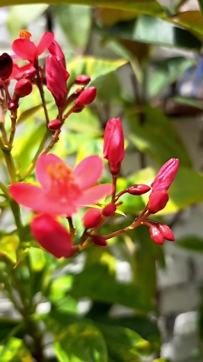 #jatropha | Babita's green planet