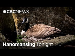 Woman fined $300 for ‘harassing’ a nesting goose | Hanomansing Tonight