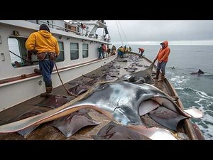 Thousands of Giant Stingrays Caught at Sea – Unbelievable Fishing Scene!