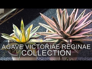 My Full Agave Titanota Collection 2025