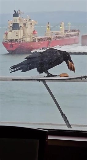 Жадная ворона