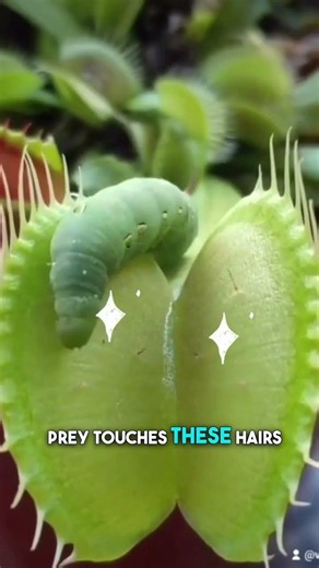 Can a slug escape a Venus Flytrap? #shorts #plants