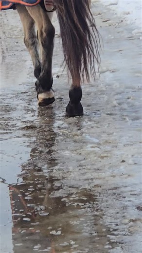 Watching the horses walk through the puddles of melting snow & ice is oddly mesmerizing | Sand Hill Stable