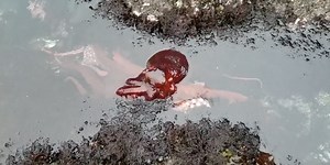 Watch: Rarely-seen giant Pacific octopus spotted swimming in Oregon tide pool