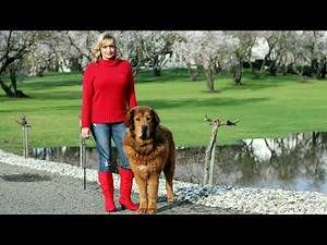 How To Get a Service Dog when you can afford the cost?