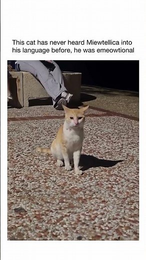 Some songs… even cats can feel them. #shorts