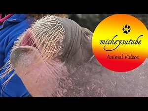 Have You ever Seen a Whistling Walrus?