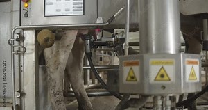 Automatic machine robot for milking cow's milk. Cattle in the barn. The red laser scans the udder of the cow to pump or suck out milk. Robot hand and innovative technologies in agricultural industry. Stock Video
