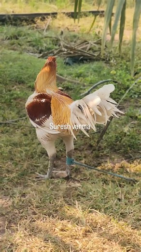 Peru Suresh Varma on Instagram: "Seprak line Peruvian breeder 🔥 Breeding started… future output loading 🐓 #trendingreels #viralreels #trendingnow #sureshvarma #kodi #kodipandhaluuu🐓 #PeruvianRooster #PeruvianGamefowl #gamefowl #SeprakLine #PeruvianBreeder #BreedingStarted #Gamefowl #EliteBloodline #FutureChampions #powerline"