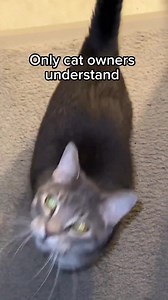 171K views · 4.2K reactions | Only cat owners will understand  www.cattree.uk | Cat Tree UK | Facebook