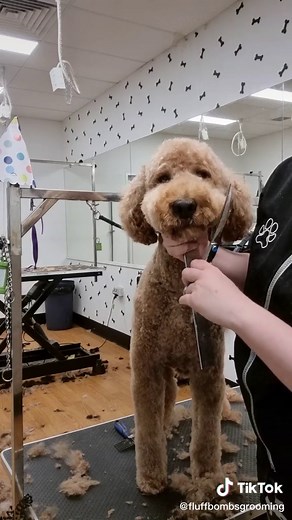 Grooming a Beautiful Labradoodle Transformation | Dog Grooming