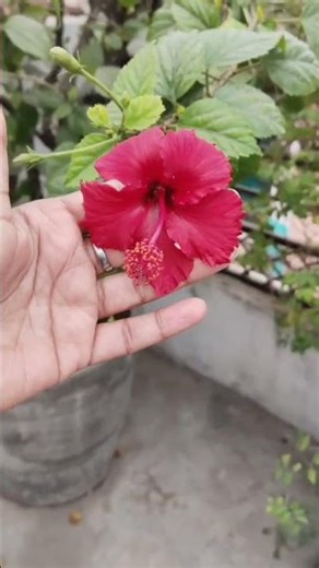 Hibiscus care tips #winter #care #hibiscus #terracegardenindia #flowers #nature #shortvideo
