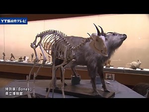 動物の骨格のつくりや体の仕組みを紹介する展示会