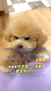 Learning Chinese with cutie 🥰🥰 #chineselanguagecourse #chineselanguage #foryou #fypage #petlovers #doglover #毛孩子 #fypageシ #pet #dog#justforfun | Gao Shang Chinese Learning Hub